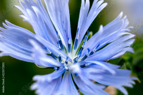 Wallpaper Mural A macro of a Stoke's aster (Stokesia laevis), a native flower of Florida also known as a cornflower, with light blue-purple petals and a white center. Torontodigital.ca