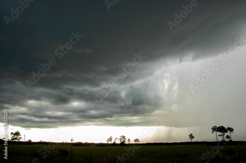 Wallpaper Mural A dramatic storm sweeps over Turner River Road in Big Cypress, The Everglades, Florida with thunderheads and heavy rainfall against silhouetted pine trees. Torontodigital.ca