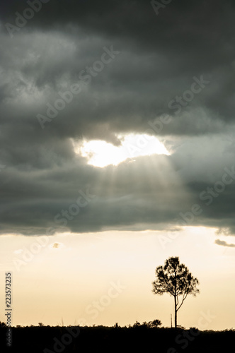 A dramatic storm sweeps over Turner River Road in Big Cypress, The Everglades, Florida with thunderheads and and crepuscular sun rays against silhouetted pine trees.