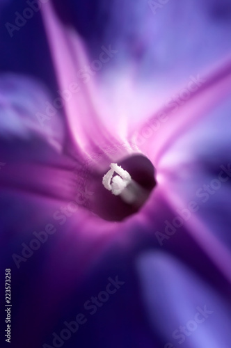 Wallpaper Mural A macro soft focus of a purple railroad vine (Ipomoea pes-caprae) blossom, with pinkish throat and white stamen. Torontodigital.ca