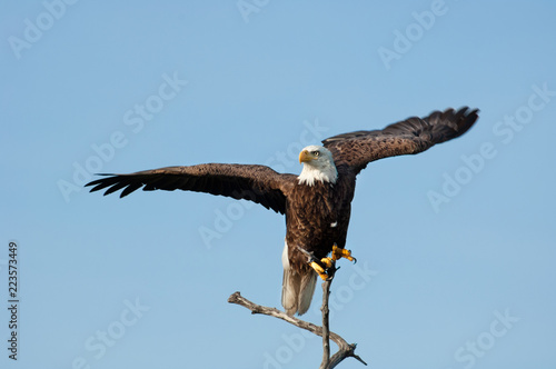 Wallpaper Mural A nearly adult bald eagle perched on a dead mangrove branch begins to take flight in Wiggins Pass, Florida. Torontodigital.ca