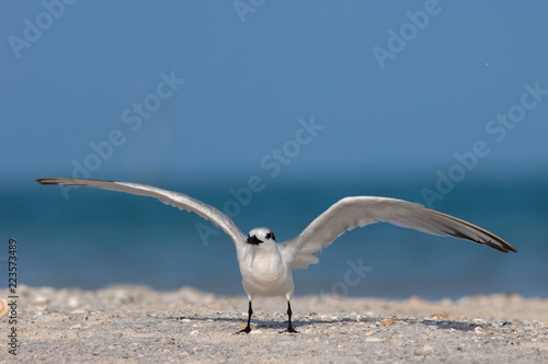 Wallpaper Mural A sandwich tern (Thalasseus sandvicensis) with non-breeding plumage prepares to take flight from the beach in Florida. Torontodigital.ca