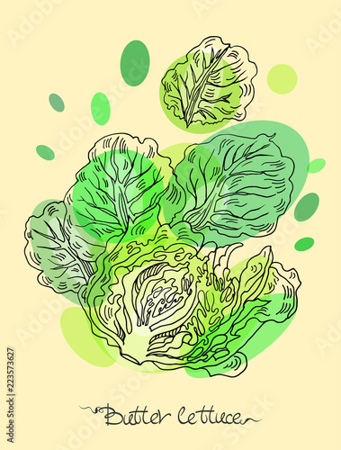 Butter lettuce