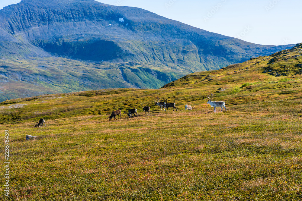 View of the mountains and hills around Tromso with grazing herd of reindeer. Norway
