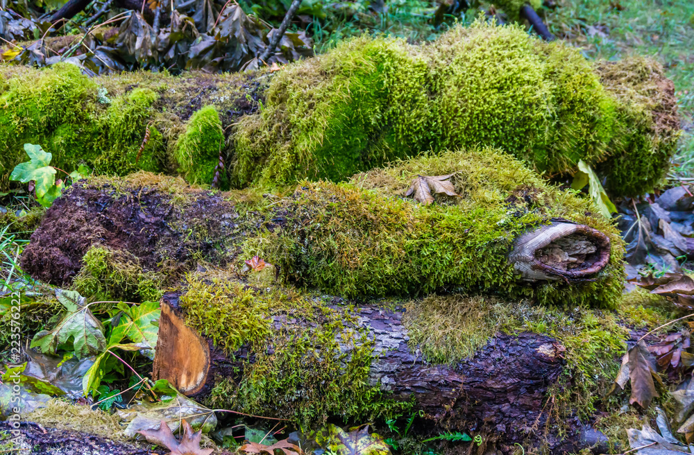 Green Moss On Logs