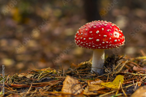 fly agaric.mushroom in forests.