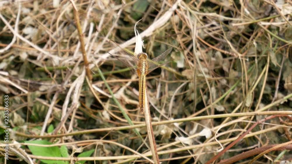 closeup of dragonfly closeup of dragonfly