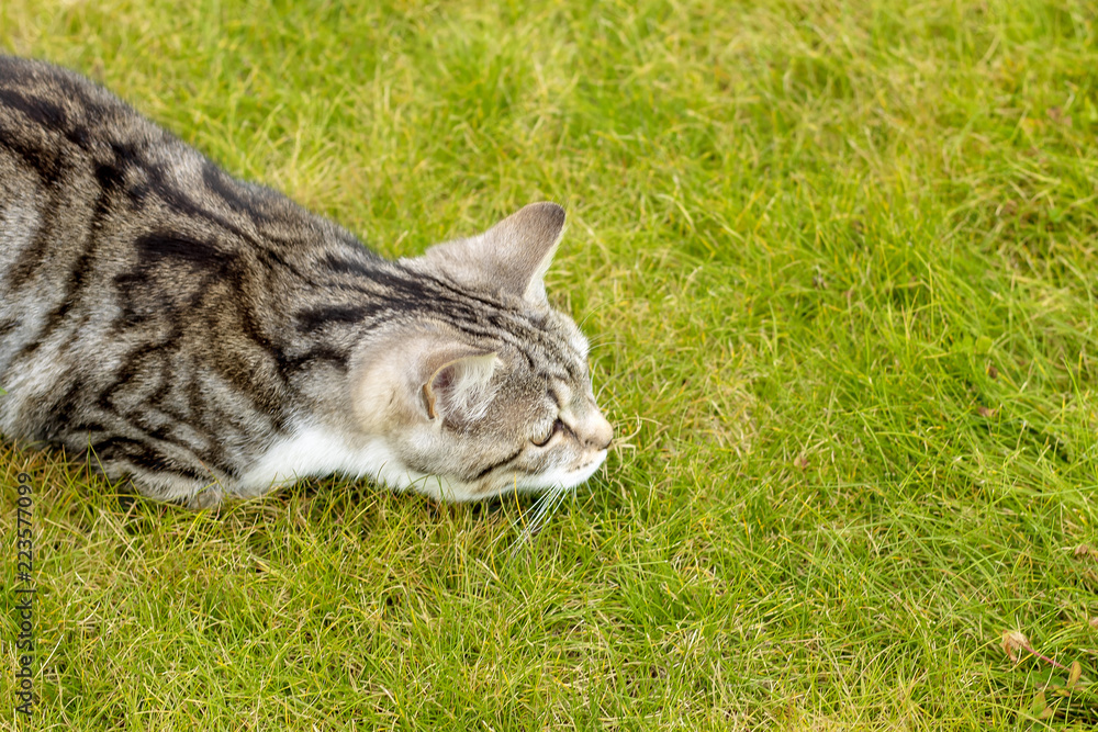 The young, lovely, gray cat in a grass has prepared for a jump.