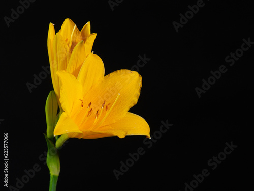 yellow lily flower on black background © Safronov