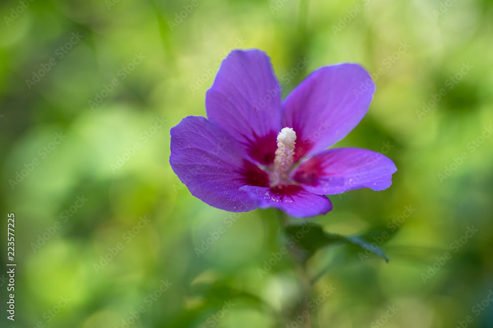 Blätter und Blüten