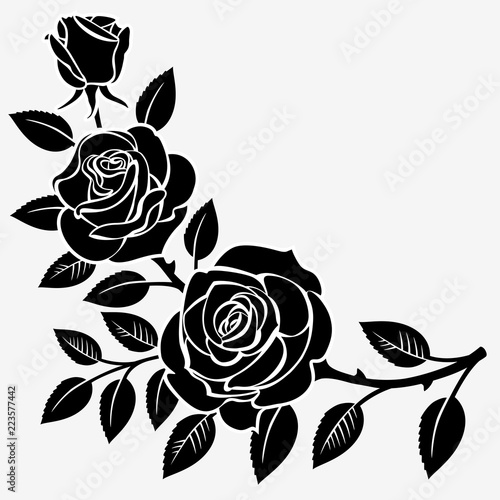 Branch of roses