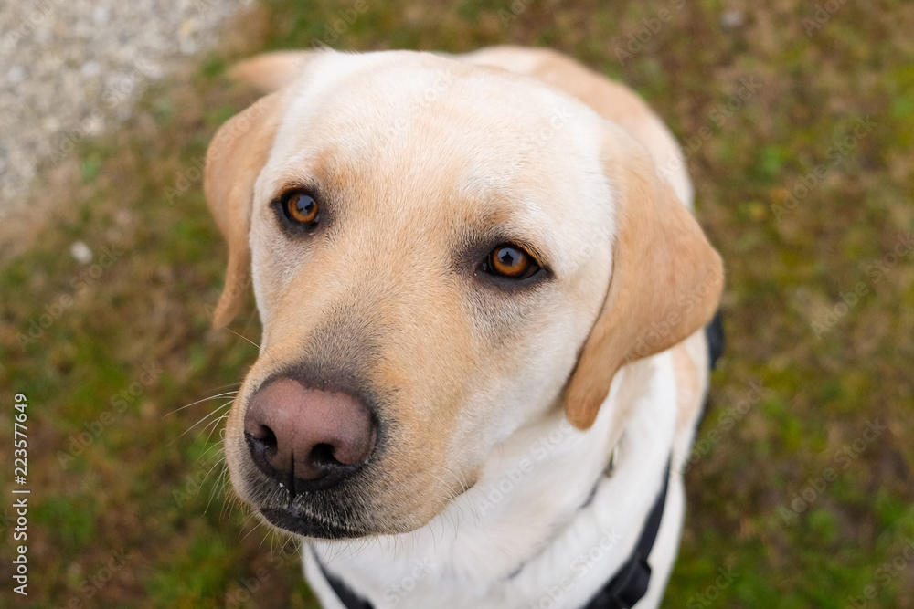 Yellow Labrador Portrait