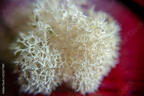 Close-up of White Moss with Red Background