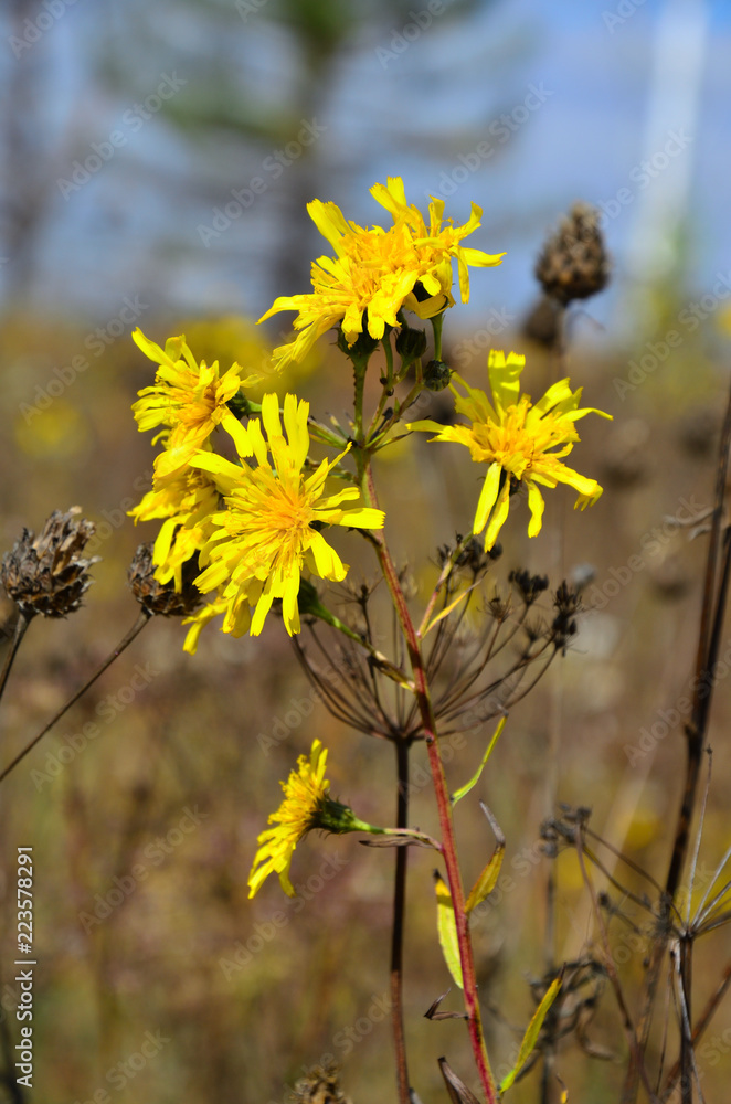 Obraz premium yellow wildflowers close-up