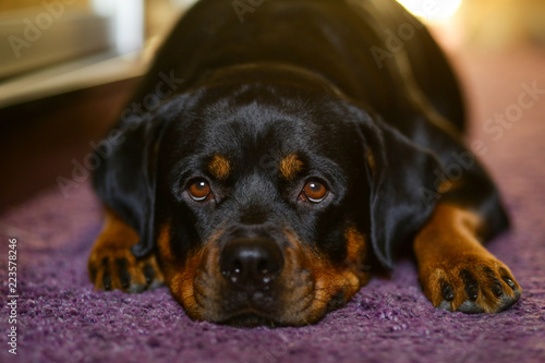 Rottweiler's dog head close-up