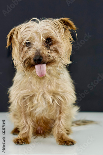 dog, breed yorkshire Terrier heavily laden