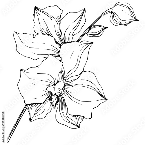 Vector tropical orchid flower. Floral botanical flower. Isolated illustration element. Vector wildflower for background, texture, wrapper pattern, frame or border.