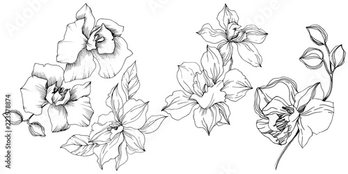 Vector tropical orchid flower. Floral botanical flower. Isolated illustration element. Vector wildflower for background, texture, wrapper pattern, frame or border.