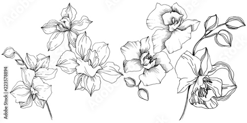Vector tropical orchid flower. Floral botanical flower. Isolated illustration element. Vector wildflower for background, texture, wrapper pattern, frame or border.