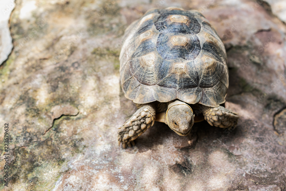 Large turtles crawl on concrete ground floors. Large turtles crawl on concrete ground floors.