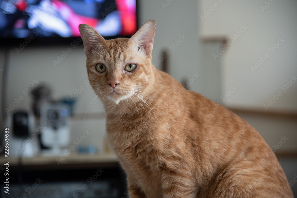 Portrait of Ginger cat orange looks good