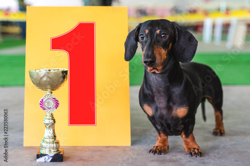 Canvas Print dog  dachshund the winner of the exhibition, stand near the gold cup and the num