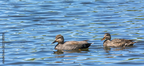 Male and Female duck swimming