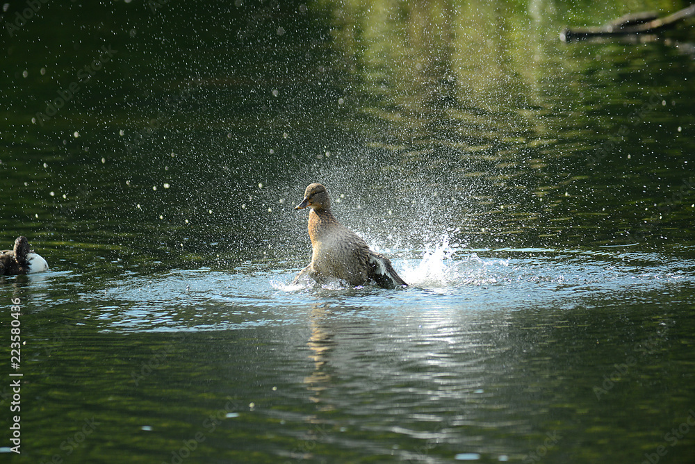 Obraz premium Enten und Gänse am Wasser
