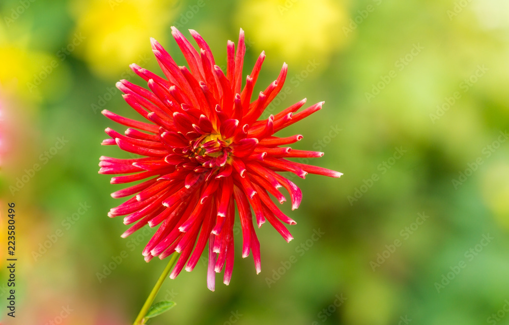 Rote Kaktusdahlie (Hortensie) an einem Sommermorgen. Rote Kaktusdahlie (Hortensie) an einem Sommermorgen.