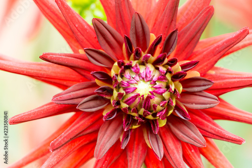 Rote Kaktus Dahlie (Asteraceae) im Spätsommer. photo