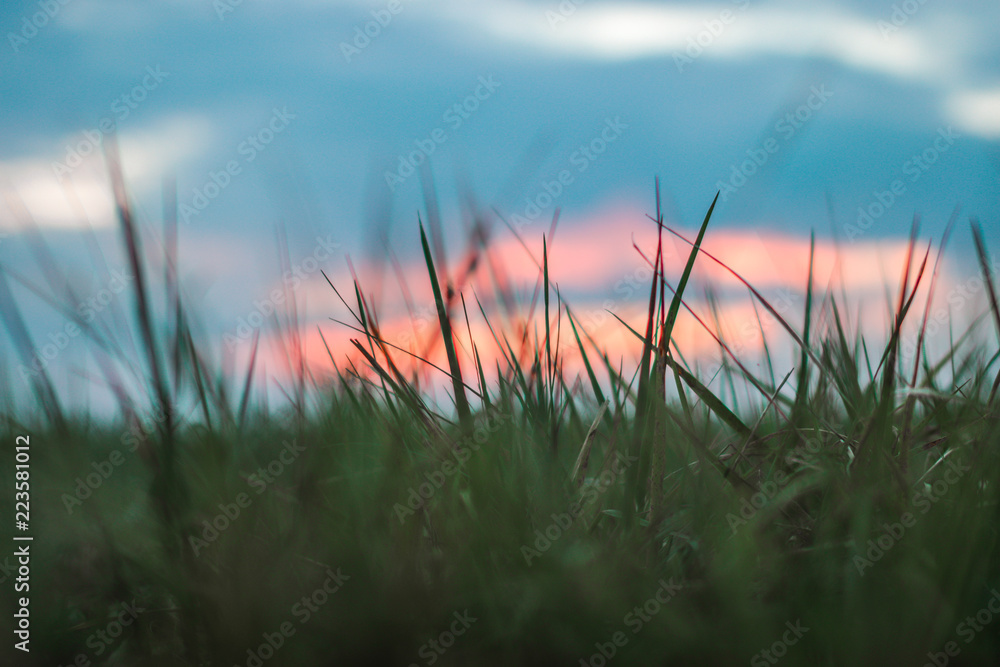 Close up picture from gras with a beautiful sunset.