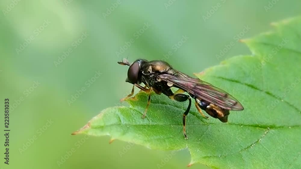 Forest Fly sitting on leaf. Wild life of flying insects in nature. Forest Fly sitting on leaf. Wild life of flying insects in nature.