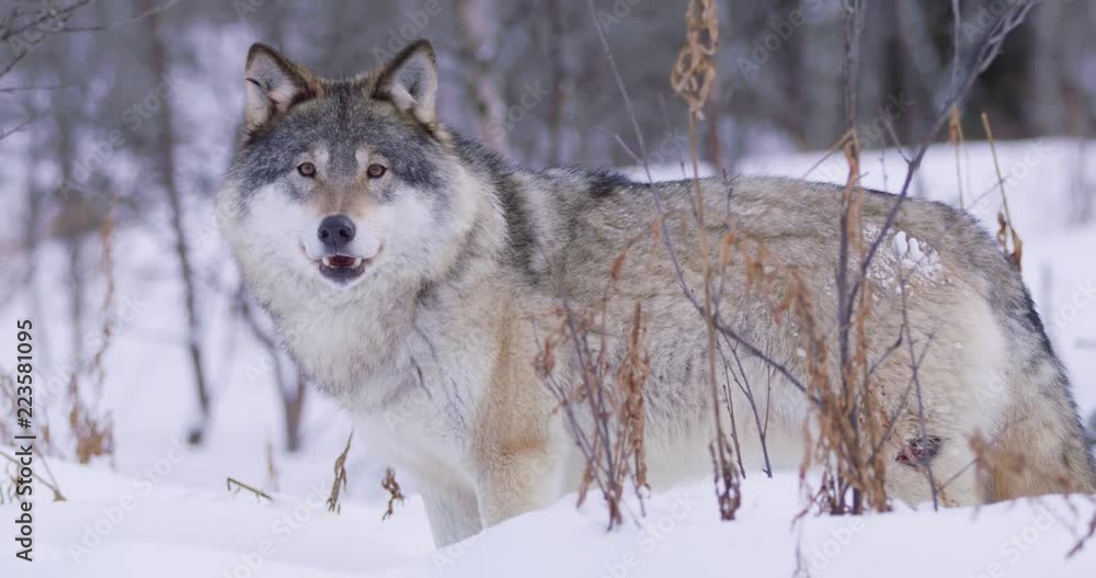 Close-up of a lone wolf patrolling pack territory Close-up of a lone wolf patrolling pack territory