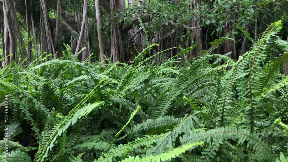 Wild ferns in front of Banyan tree Wild ferns in front of Banyan tree
