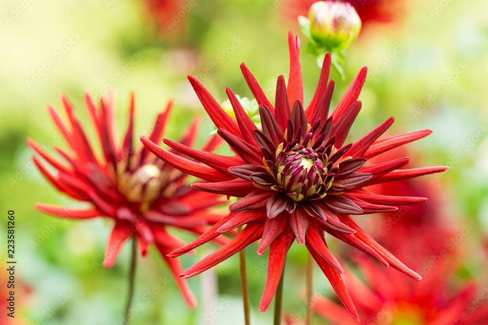 Rote Kaktusdahlie (Hortensie) an einem Sommermorgen. Rote Kaktusdahlie (Hortensie) an einem Sommermorgen.