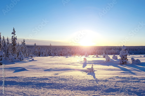 Sunset against the background of the blue sky and the winter forest.