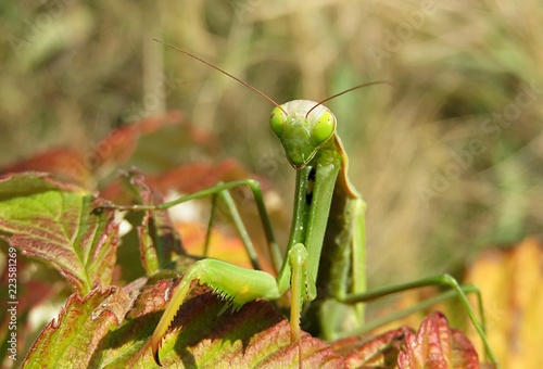 Green mantis on raspberry leaves in the garden, closeup