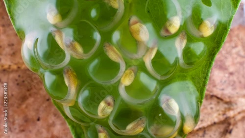 Developing tadpoles of a glass frog (Espadarana sp.) from the Cordillera del Condor in southern Ecuador. The tadpoles will drop fully formed into a stream below. photo