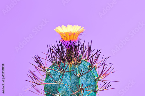 Fashion Cactus with flower in Trendy Color.Minimal
