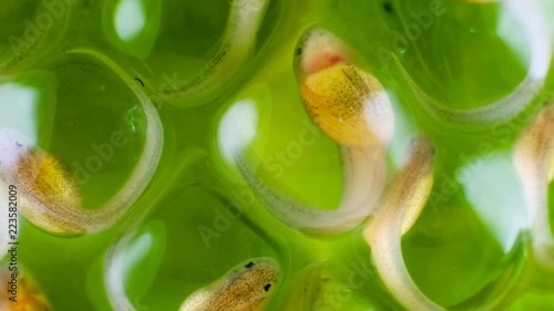 Developing tadpoles of a glass frog (Espadarana sp.) from the Cordillera del Condor in southern Ecuador. The tadpoles will drop fully formed into a stream below. photo