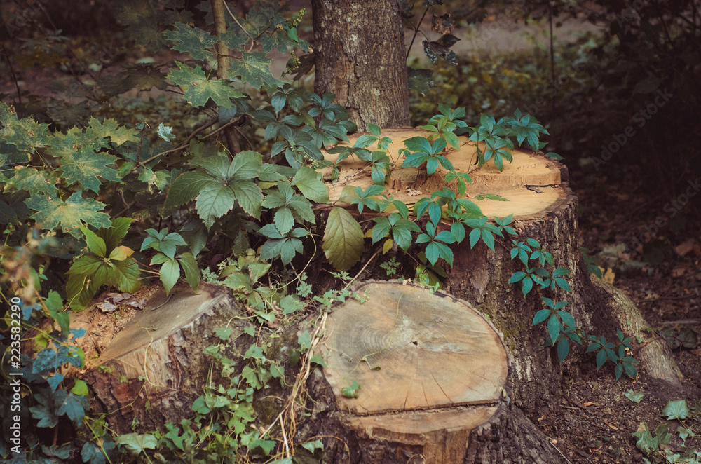 Obraz premium wildlife in the forest