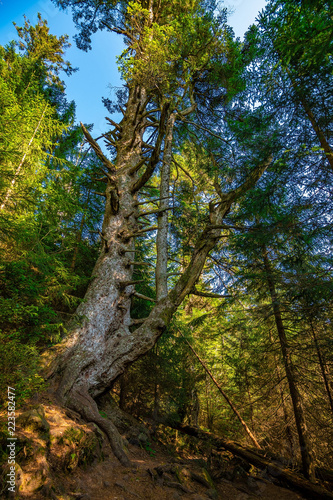 Some vertically photographed trees in the Black Forest / Schwarzwald, Germany.