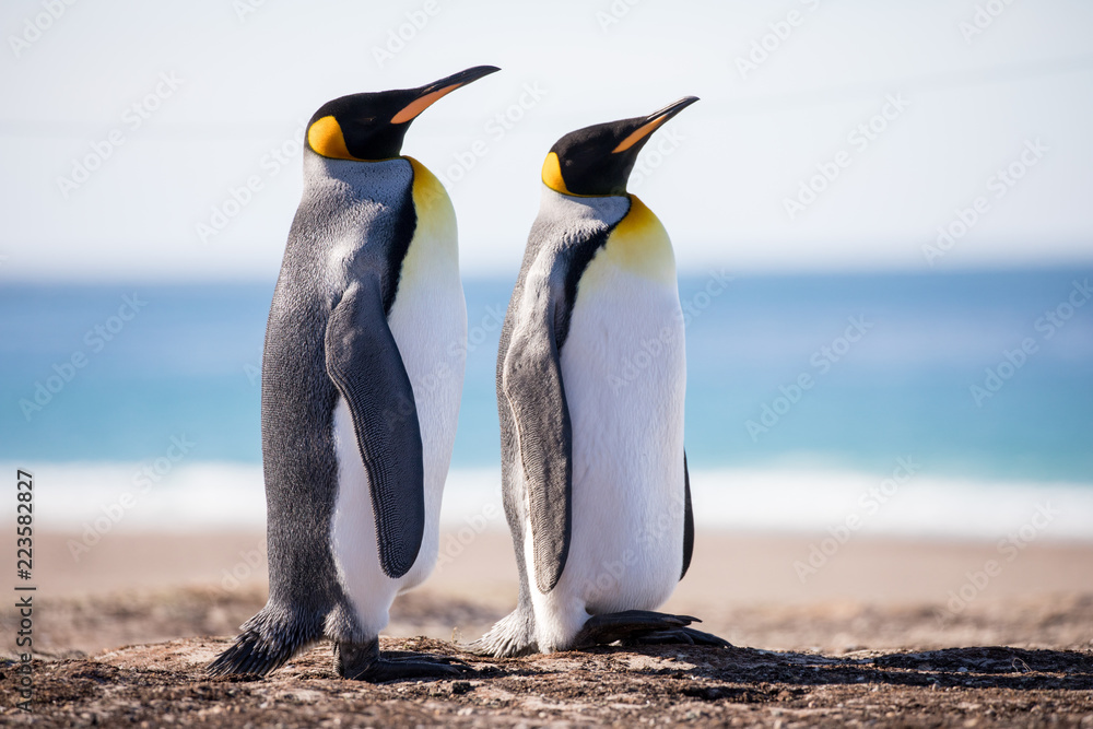 Fototapeta premium penguin in the arctic