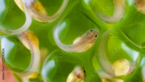 Developing tadpoles of a glass frog (Espadarana sp.) from the Cordillera del Condor in southern Ecuador. The tadpoles will drop fully formed into a stream below. photo