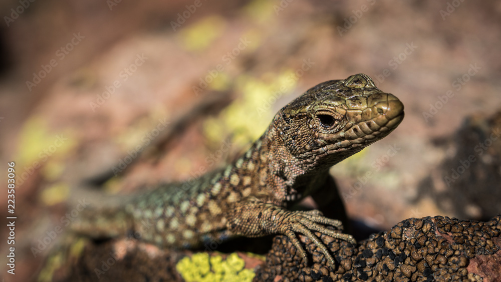 lézard prenant la pose lézard prenant la pose
