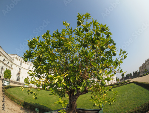 lime (Citrus x latifolia) tree photo
