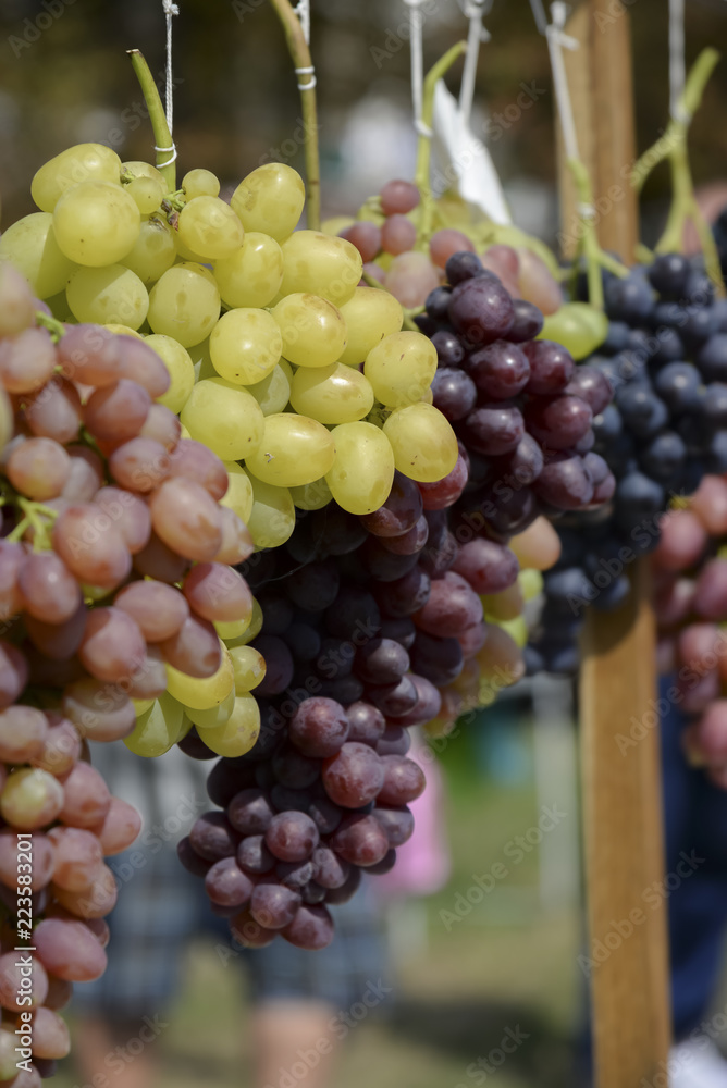 Bunches of grapes of different varieties, close-up Bunches of grapes of different varieties, close-up