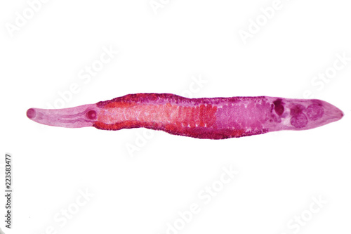 Liver fluke(Parasitic flatworm) of cattle and other grazing animals. photo