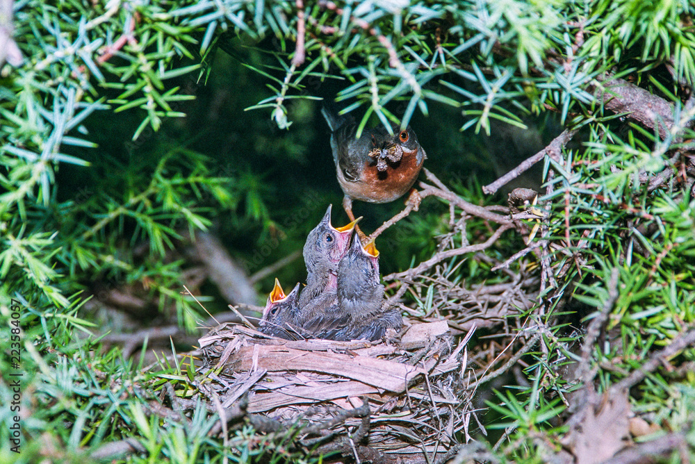 Fototapeta premium A subalpine warbler brings food to the chicks at nest