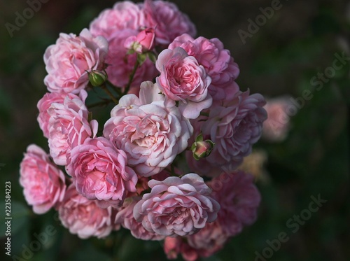 rosa Rosenblüten mit Knospen